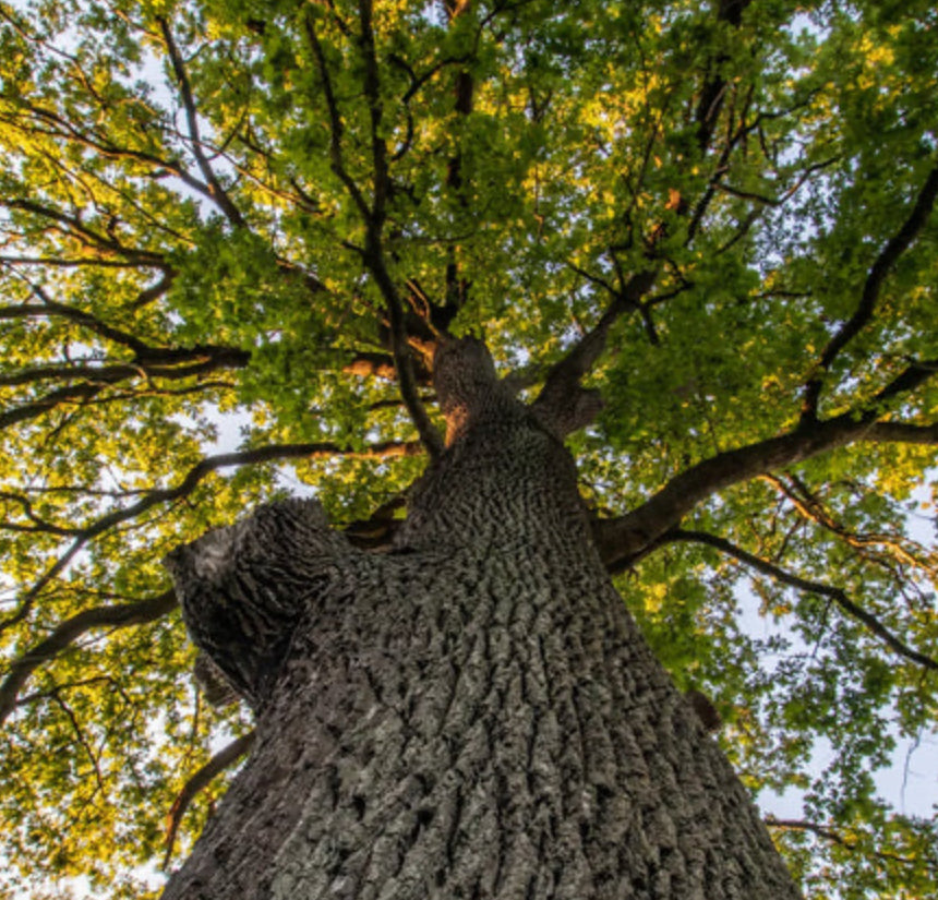 Democrat Luxury Candle | No. 1828 - The ASHEVILLE Co.™