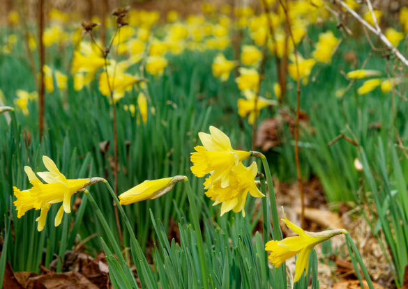 Daffodil Flats Luxury Candle | No. 3 - The ASHEVILLE Co.™