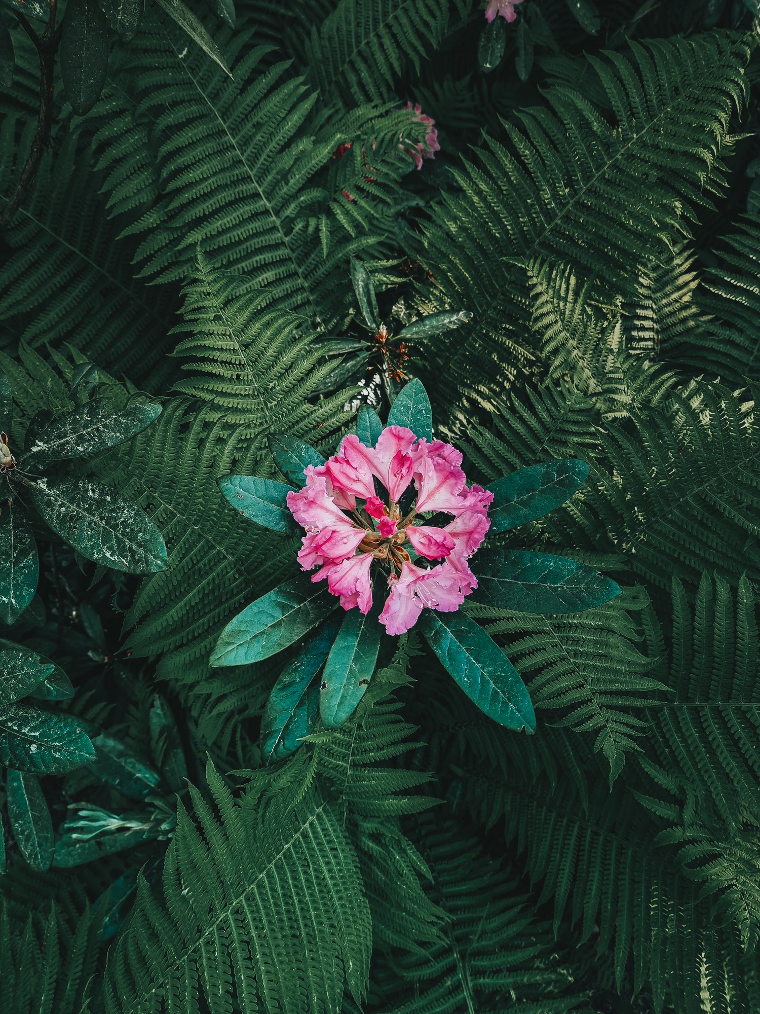 Rhododendron Flower Bloom and Ferns